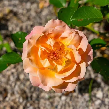 Alpendomizil Ahorn Διαμέρισμα Mayrhofen