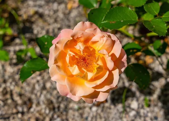 Alpendomizil Ahorn Apartment Mayrhofen