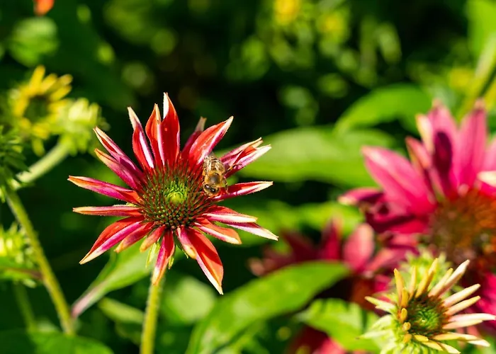 Alpendomizil Ahorn Apartment *