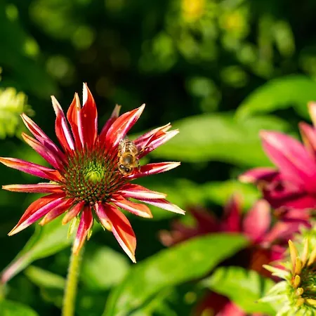 Alpendomizil Ahorn Apartman *